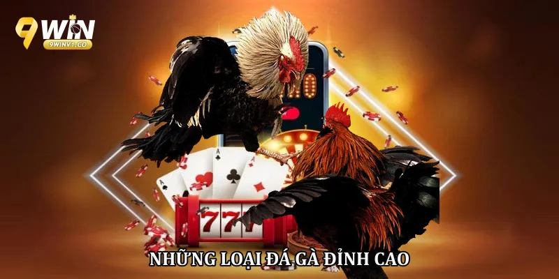 Những loại đá gà đỉnh cao