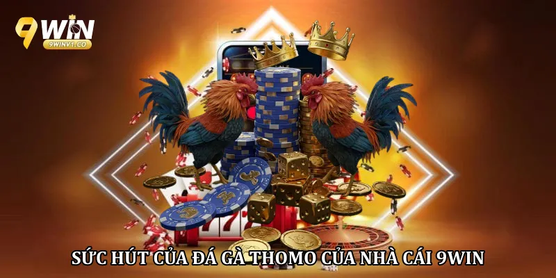 Sức hút của đá gà thomo của nhà cái 9win